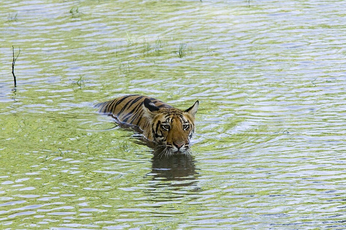 Indian tiger (Bengal tiger) (Panthera tigris tigris), Bandhavgarh National Park, Madhya Pradesh state, India, Asia