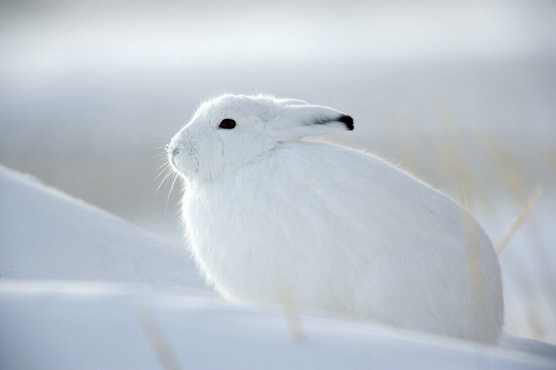Snow hare (Lepus americanus), Churchill, Manitoba, Canada, North America