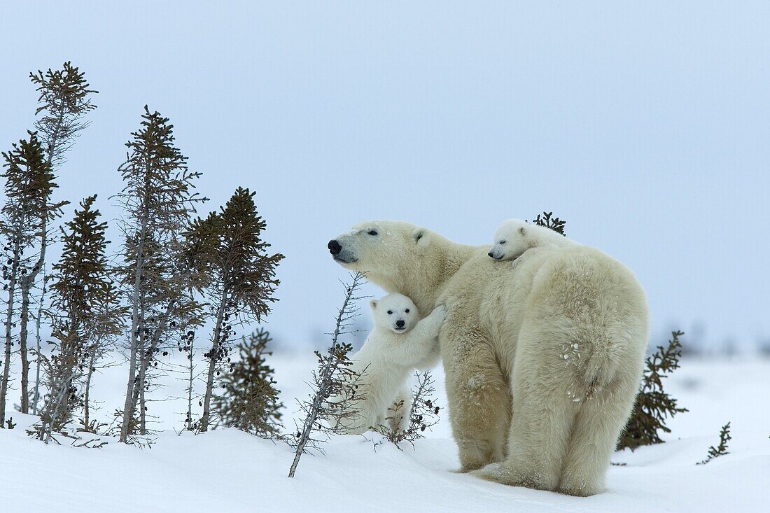 Polar bear (Ursus maritimus) mother with twin cubs, Wapusk National Park, Churchill, Hudson Bay, Manitoba, Canada, North America