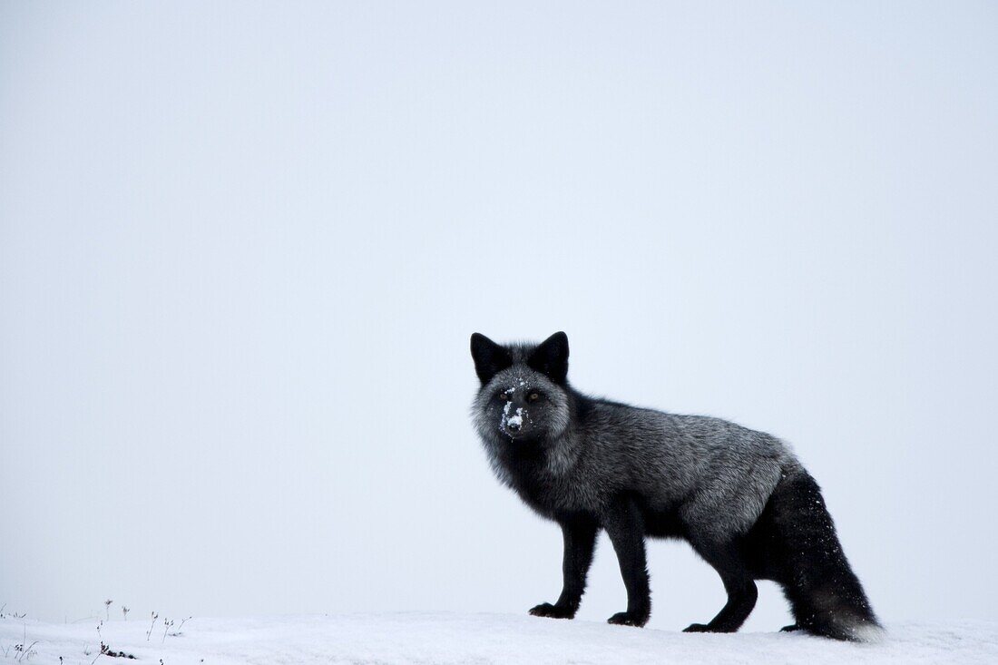Silverfox (red fox) (Vulpes vulpes), Churchill, Hudson Bay, Manitoba, Canada, North America
