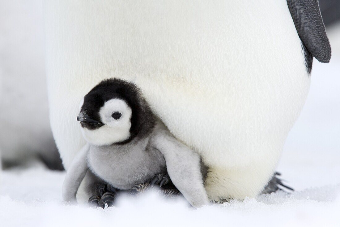 Emperor penguin chick (Aptenodytes forsteri), Snow Hill Island, Weddell Sea, Antarctica, Polar Regions