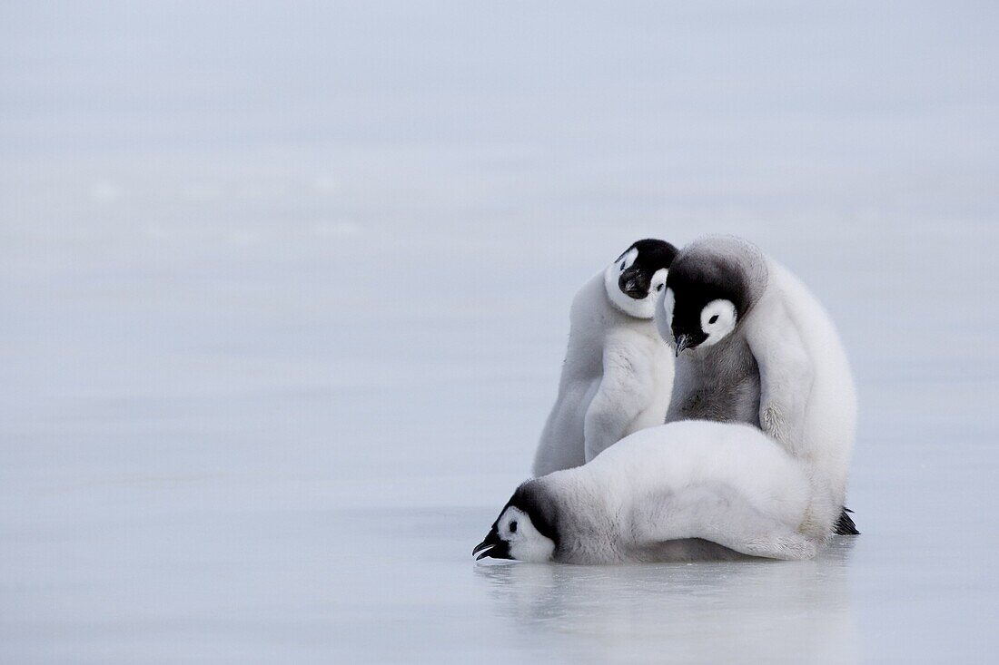 Emperor penguin chicks (Aptenodytes forsteri), Snow Hill Island, Weddell Sea, Antarctica, Polar Regions