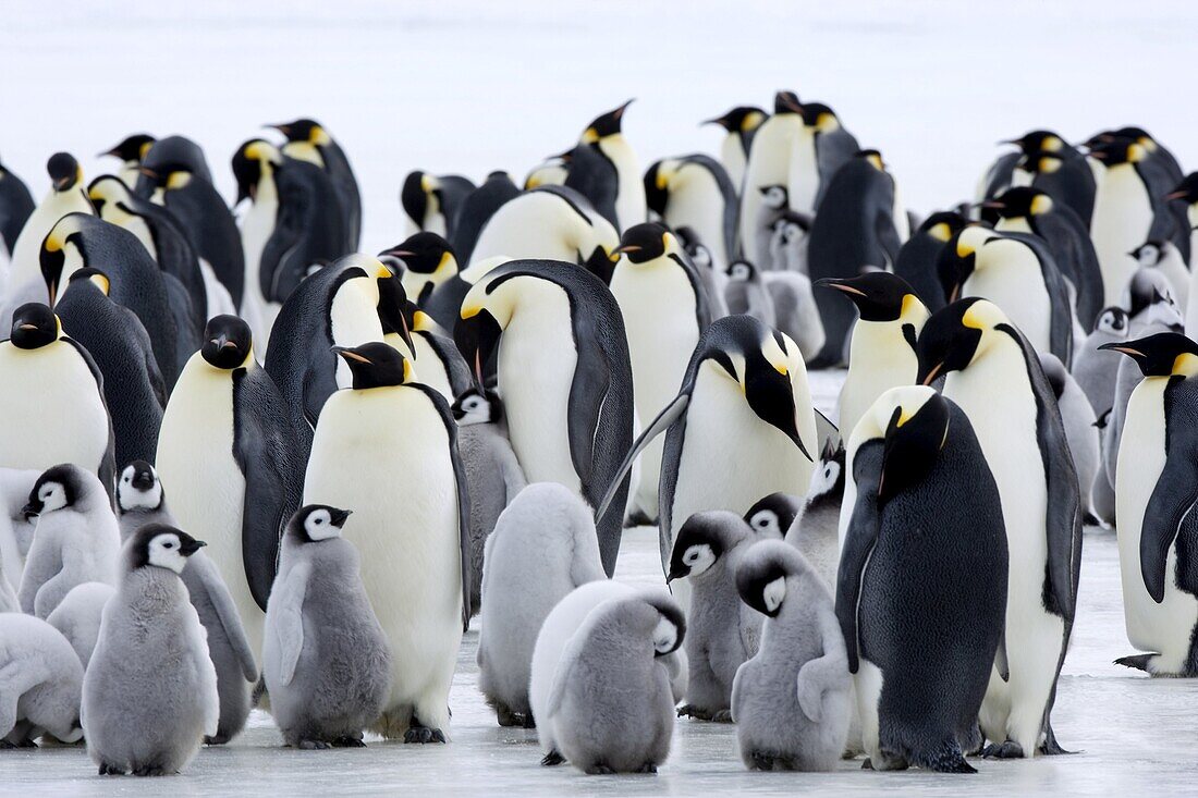 Colony of Emperor penguins (Aptenodytes forsteri) and chicks, Snow Hill Island, Weddell Sea, Antarctica, Polar Regions