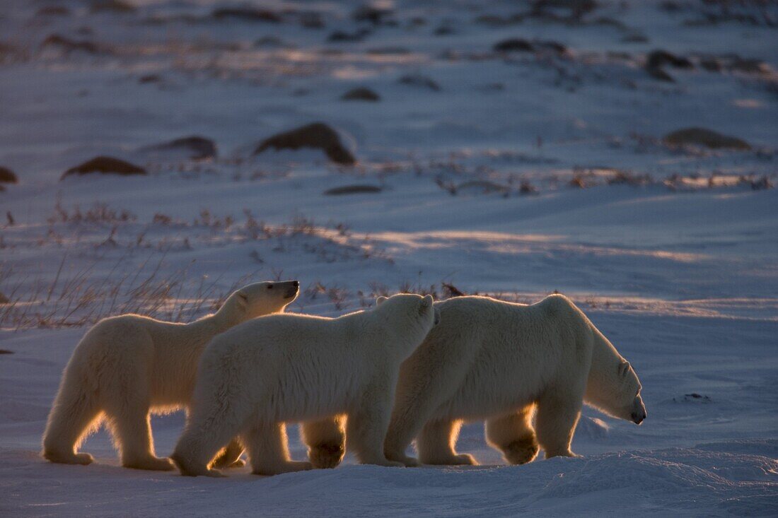 Polar bear (Ursus maritimus), Churchill, Hudson Bay, Manitoba, Canada