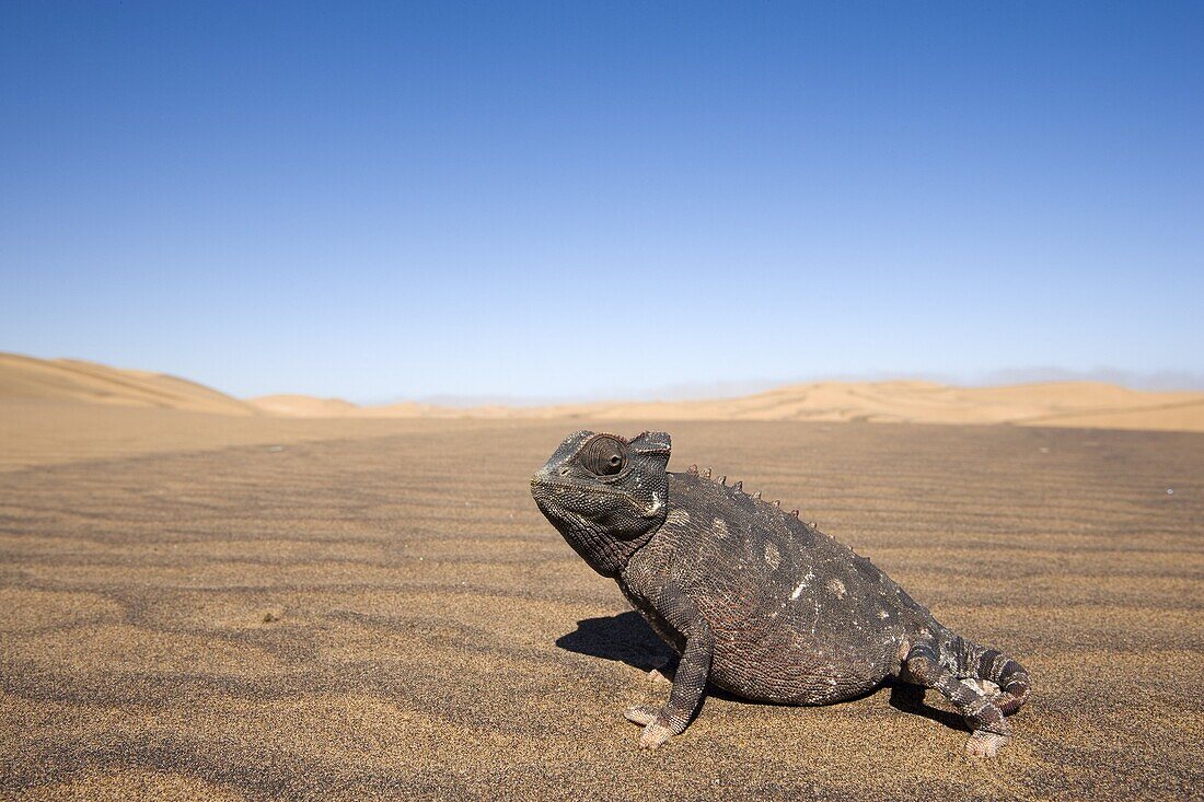 Namaqua chameleon (Chamaeleo namaquensis), Namib Desert, Namibia, Africa