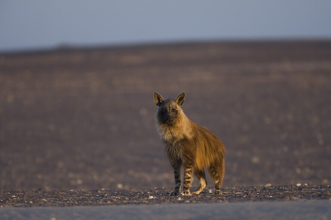 Brown hyena (Pyrahaena hyaena brunnea), Skeleton Coast, Namibia, Africa