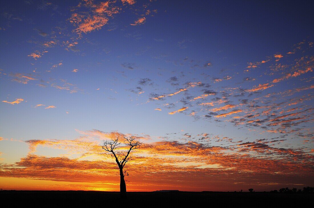 Boab tree at sunrise, Kimberley, Western Australia, Australia, Pacific