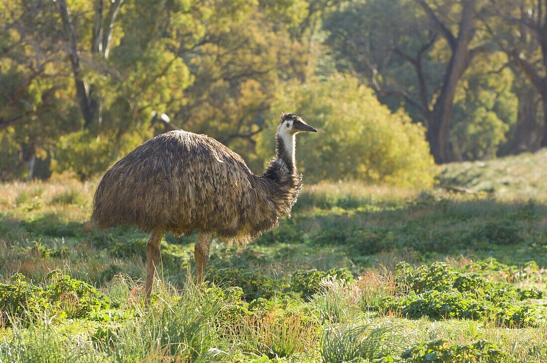 Emu, Flinders Ranges National Park, South Australia, Australia, Pacific