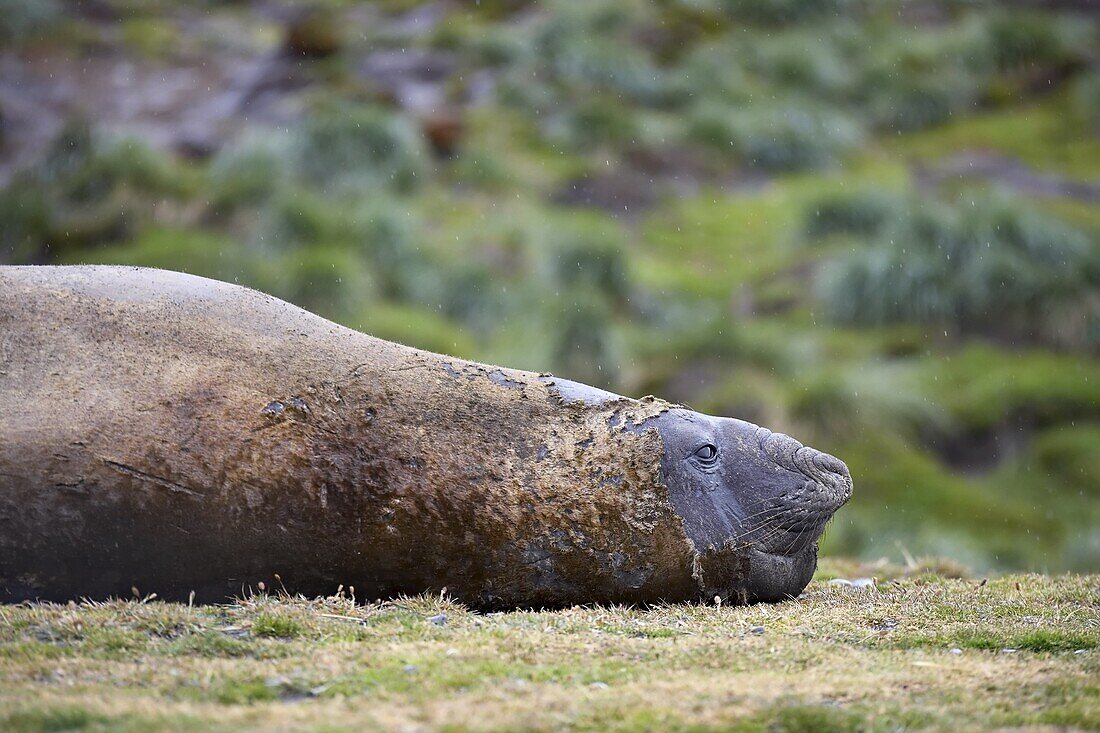 Male Southern Elephant Seal or Sea Elephant (Mirounga leonina) on the beach, Fortuna, South Georgia, Polar Regions