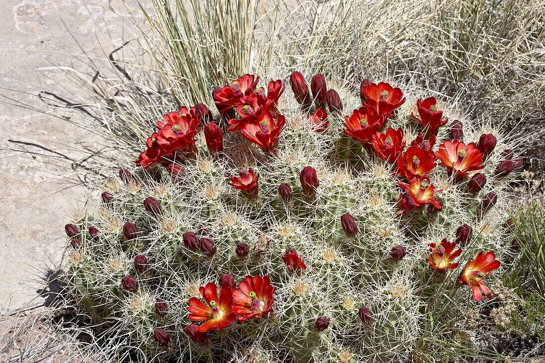 Claretcup Cactus (Echinocereus triglochidiatus) bloom, Needles District, Canyonlands National Park, Utah, United States of America, North America