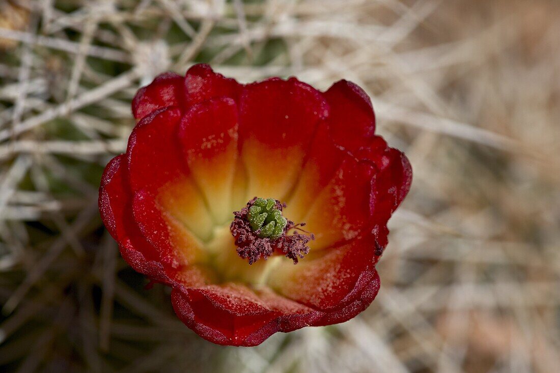 Claretcup Cactus (Echinocereus triglochidiatus) bloom, Canyonlands National Park, Island In The Sky District, Utah, United States of America, North America