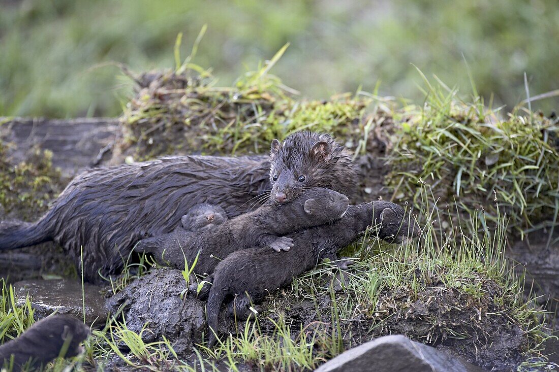 Mink (Mustela vison) mother and babies, in captivity, Animals of Montana, Bozeman, Montana, United States of America, North America