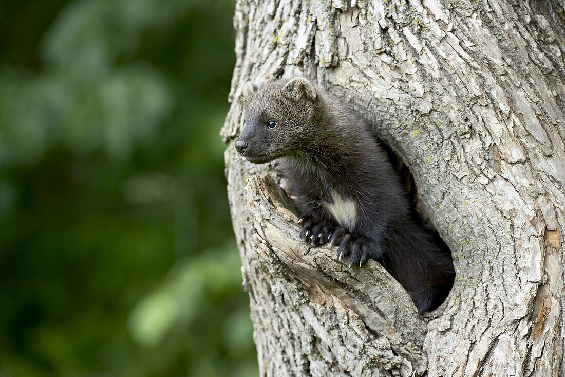 Captive baby fisher (Martes pennanti) in a tree, Sandstone, Minnesota, United States of America, North America