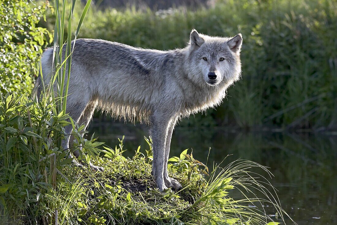 Gray wolf (Canis lupus) in captivity, Sandstone, Minnesota, United States of America, North America