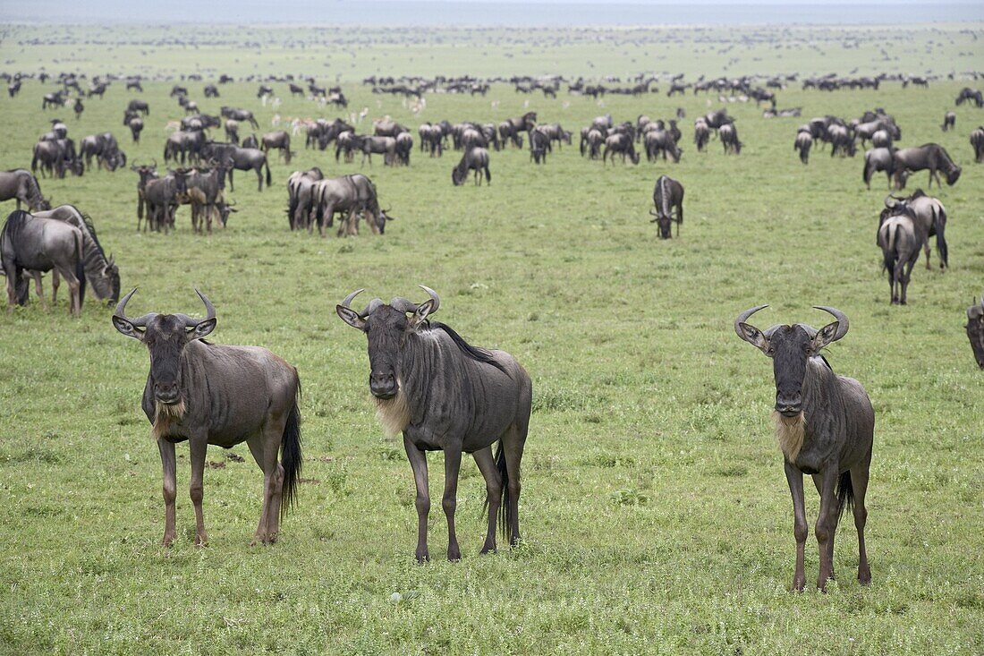 Blue wildebeest (brindled gnu) (Connochaetes taurinus) herd, Serengeti National Park, Tanzania, East Africa, Africa