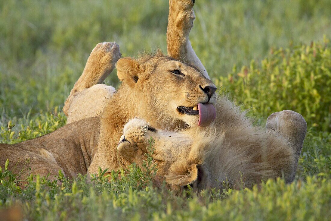 Two male lions (Panthera leo) grooming, Serengeti National Park, Tanzania, East Africa, Africa