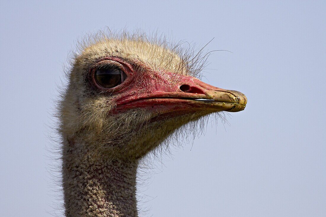 Common ostrich (Struthio camelus), Addo Elephant National Park, South Africa, Africa