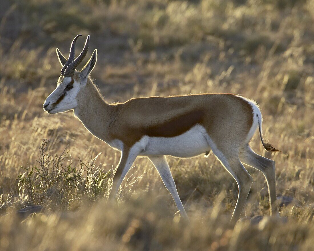 Male springbok (Antidorcas marsupialis), Mountain Zebra National Park, South Africa, Africa