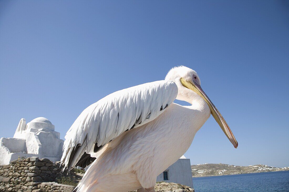 Pelican, Chora, Mykonos, Cyclades, Greek Islands, Greece, Europe