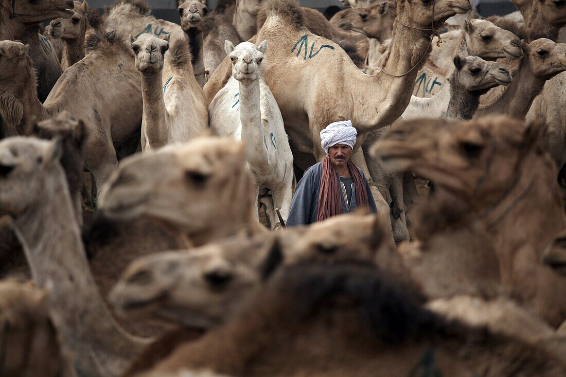 Birqash Camel Market, Cairo, Egypt, North Africa, Africa