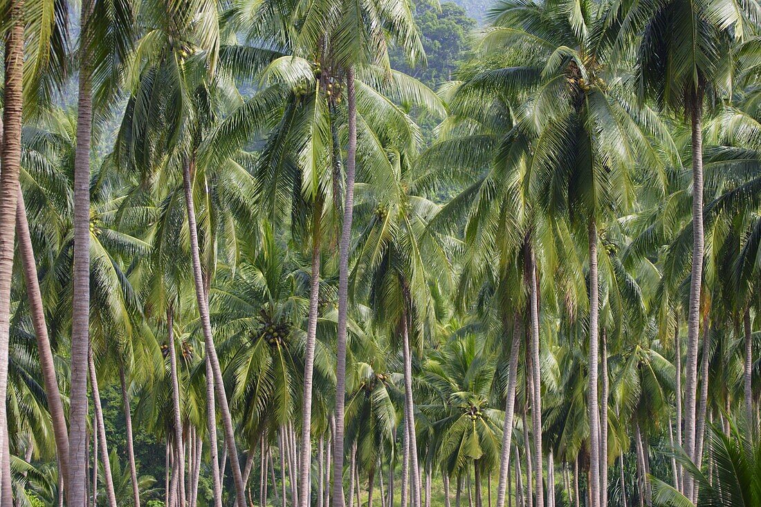 Coconut Palms, Koh Samui, Thailand, Southeast Asia, Asia