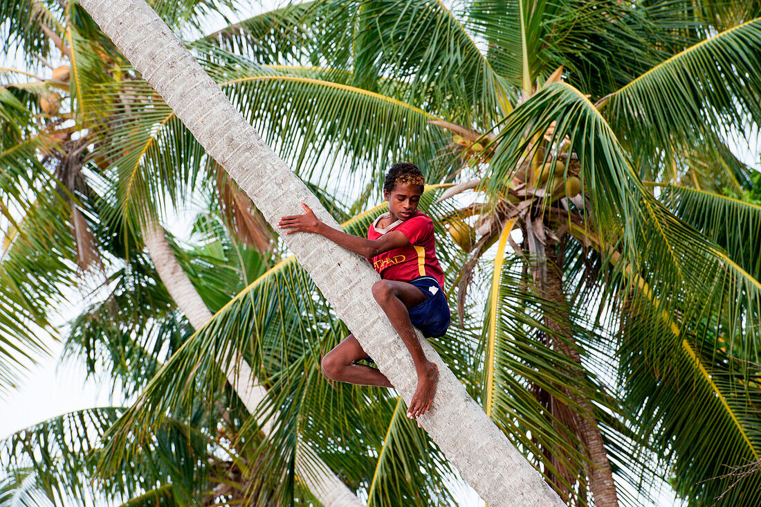 Teenage boy climbs coconut tree, Biak, Papua, Indonesia, Asia