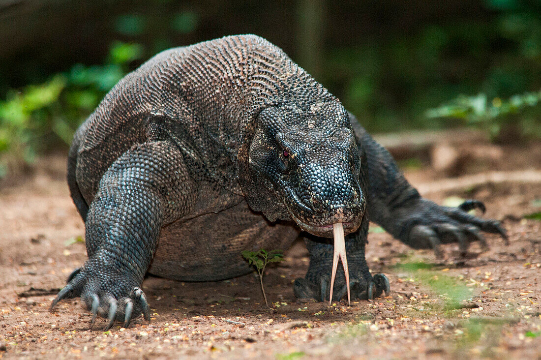 Komodo dragon (Varanus komodoensis), Komodo, Indonesia, Asia