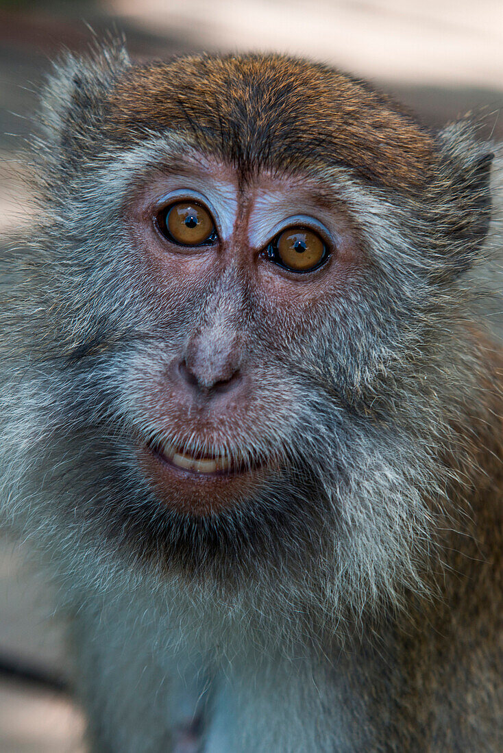 Smiling Long-tailed Macaque (Macaca fascicularis), Bako National Park, near Kuching, Sarawak, Borneo, Malaysia, Asia