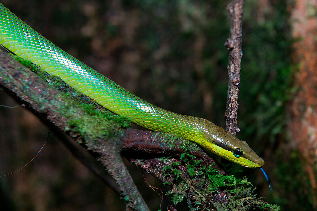 Green tree snake in Ulu Temburong National Park, near Bandar Seri Begawan, Brunei, Asia