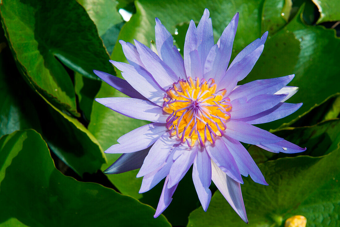 Blue flower of a waterlily, Phnom Penh, Phnom Penh, Cambodia, Asia