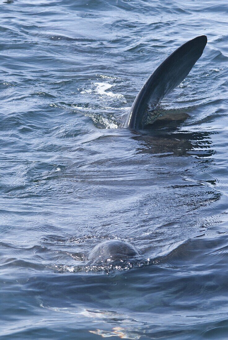 Dorsal fins at the surface, telltale signs of the giant basking shark (Cetorhinus maximus), Coll, Inner Hebrides, Scotland, United Kingdom, Europe