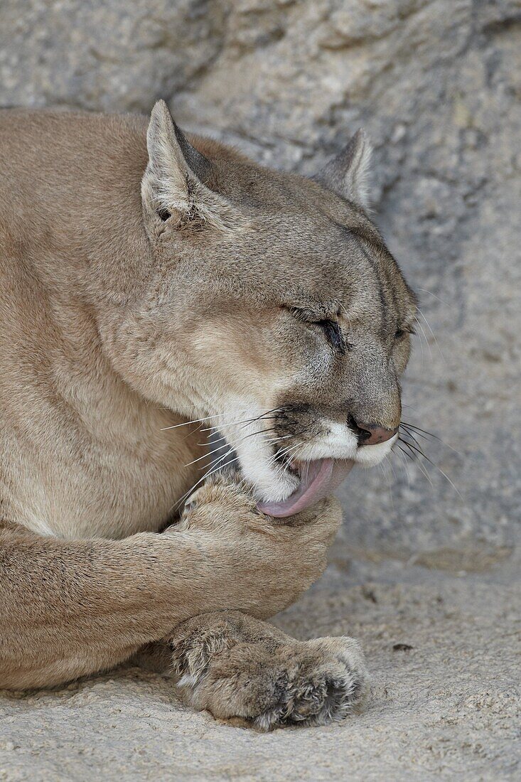 Mountain lion (cougar) (puma) (Puma concolor) cleaning after eating, Living Desert Zoo And Gardens State Park, New Mexico, United States of America, North America