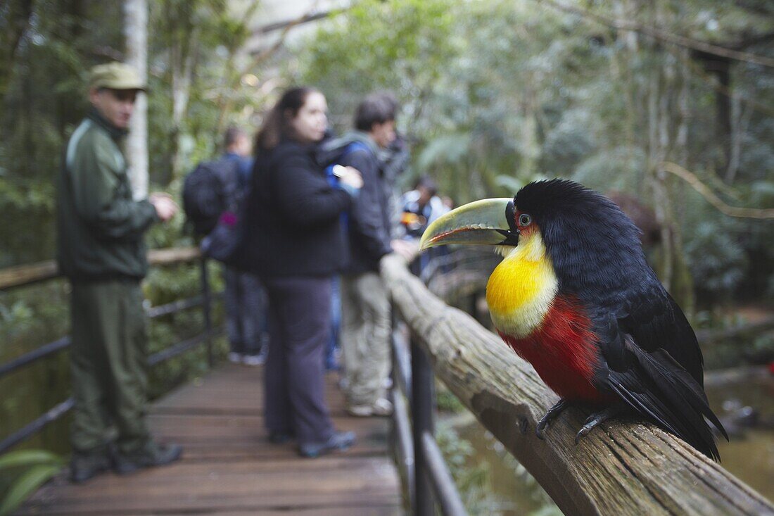 Red-breasted toucan at Parque das Aves (Bird Park), Iguacu, Parana, Brazil, South America