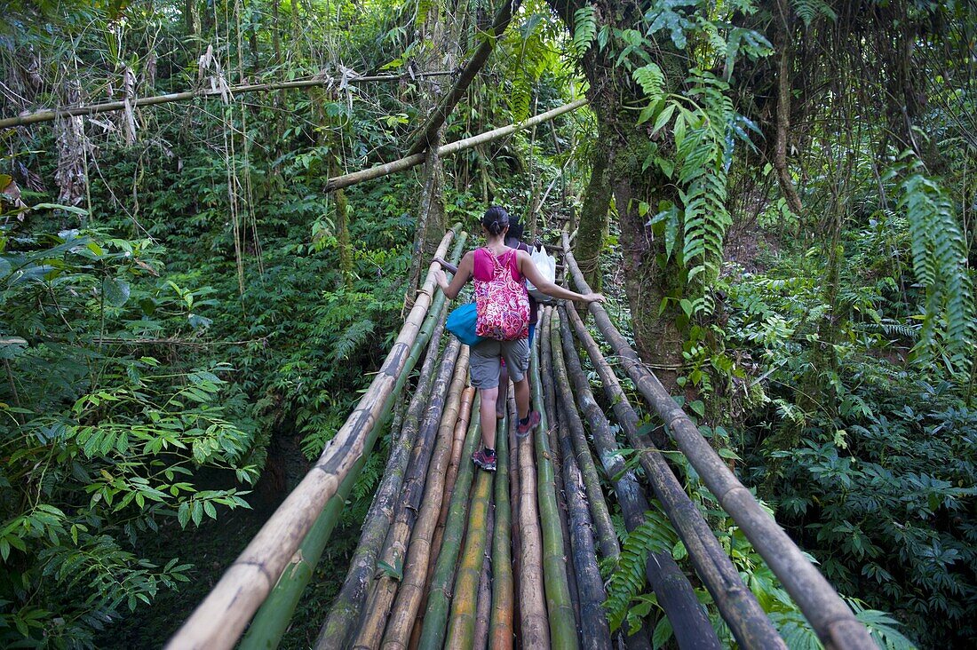 Bamboo bridge in the interior leading to Millennium cave, Island of Espiritu Santo, Vanuatu, South Pacific, Pacific