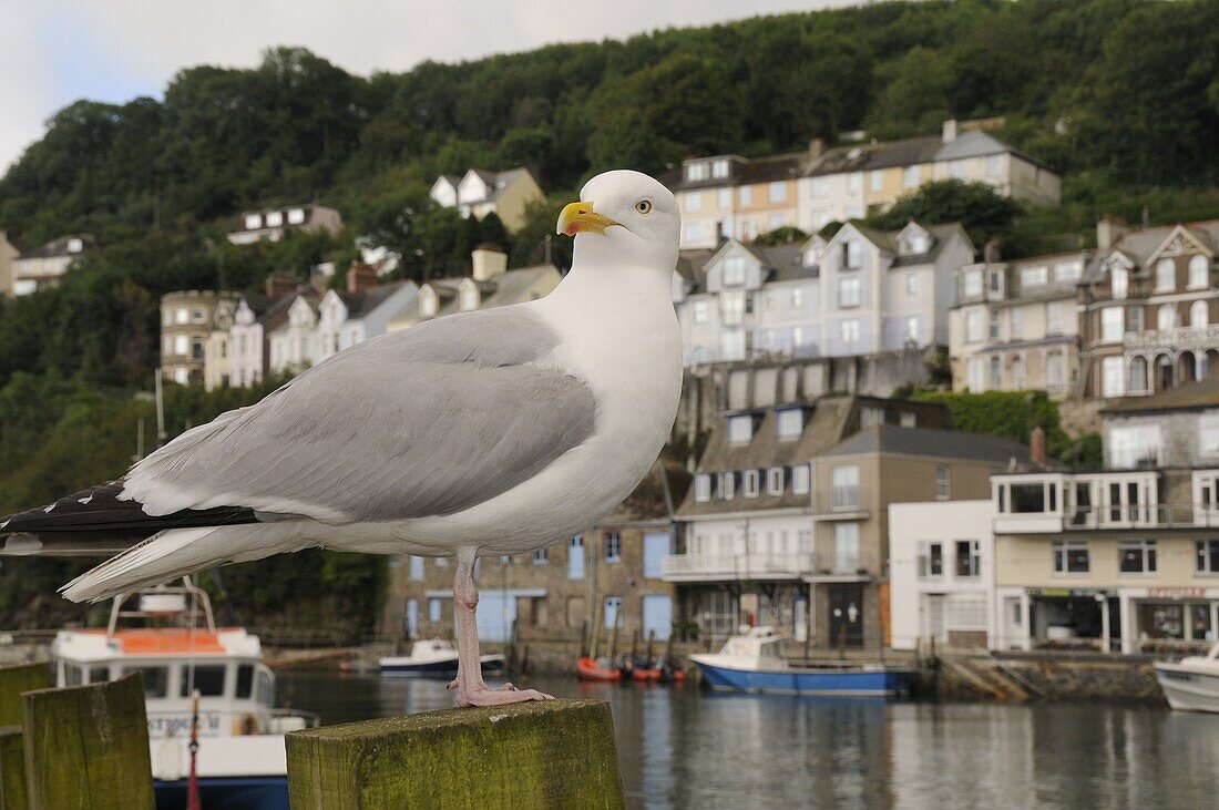 Adult herring gull (Larus argentatus) standing on wooden post by Looe harbour with houses in the background, Looe, Cornwall, England, United Kingdom, Europe