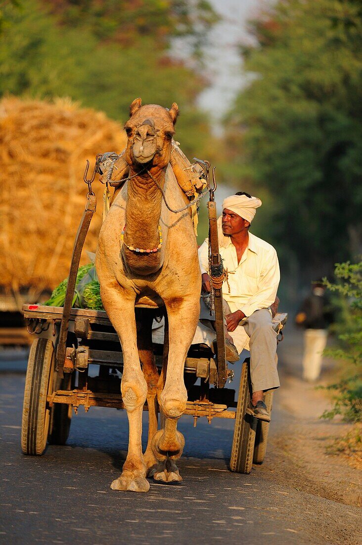 Camel cart on the road in Gujarat, India, Asia