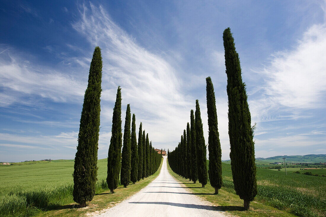 Avenues of cypress trees and driveway leading to farmhouse, near Pienza, Tuscany, Italy, Europe