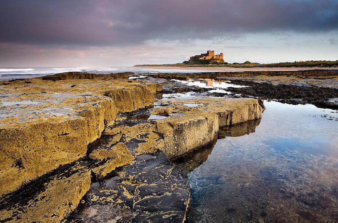 Bamburgh Castle bathed in evening light with foreground of barnacle-encrusted rocks and rock pools, Bamburgh, Northumberland, England, United Kingdom, Europe