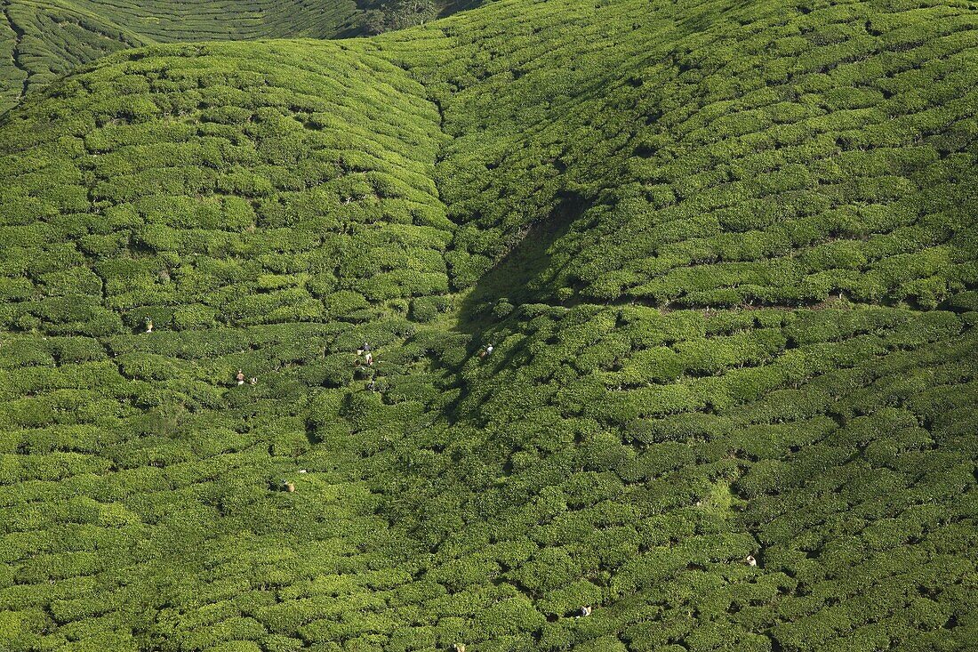 View of BOH Tea Plantation, in Cameron Highlands, Malaysia, Southeast Asia, Asia