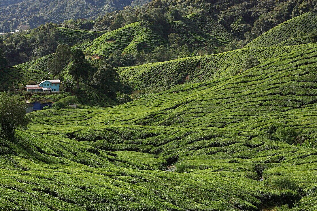 Tea Plantation in Cameron Highlands, Malaysia, Southeast Asia, Asia