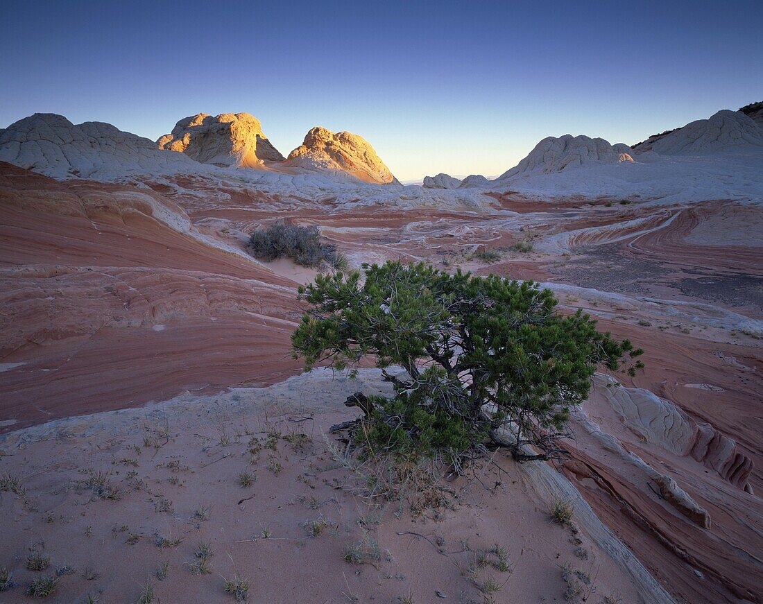 Sandstone formations, White Pockets, Paria Plateau, Northern Arizona, United States of America, North America