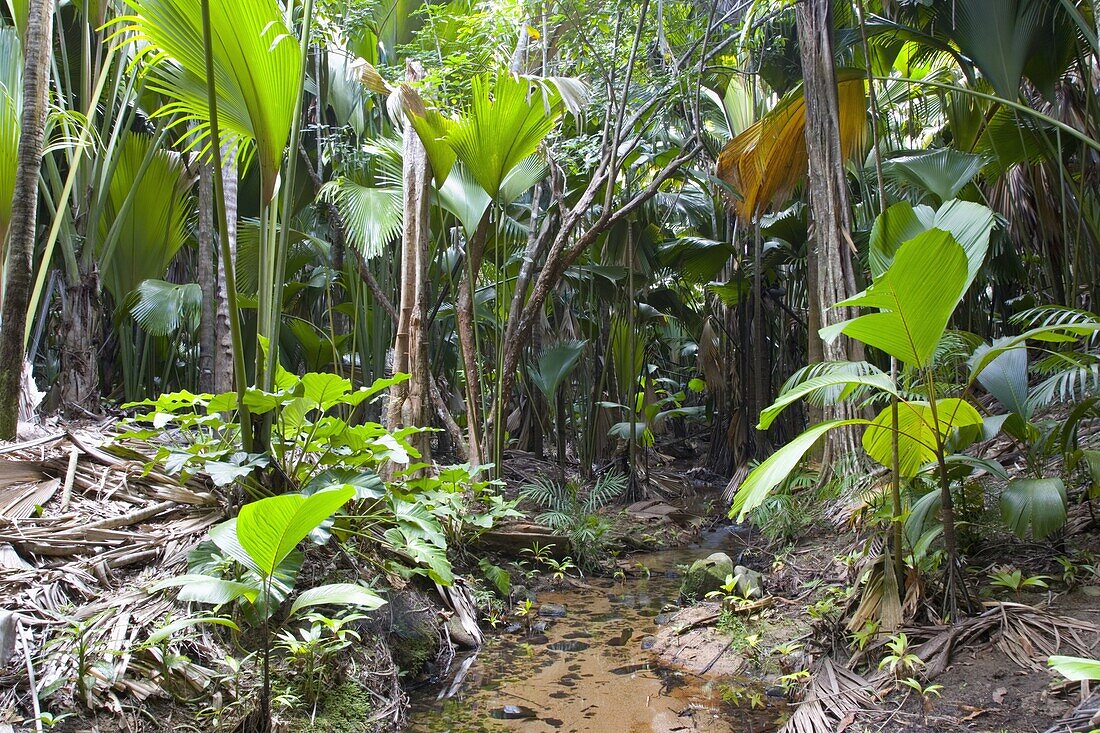 Tropical vegetation on banks of stream in the Vallee de Mai Nature Reserve, UNESCO World Heritage Site, Baie Sainte Anne district, Island of Praslin, Seychelles, Africa