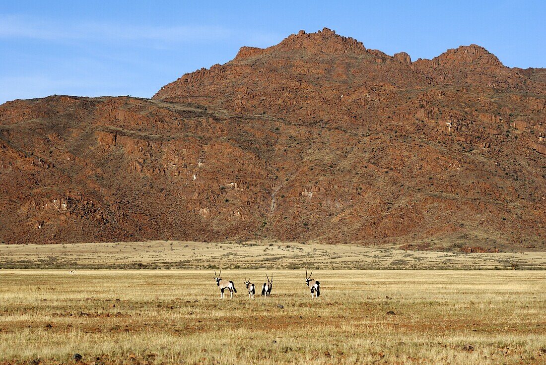 Oryx, Naukluft National Park, Namibia, Africa