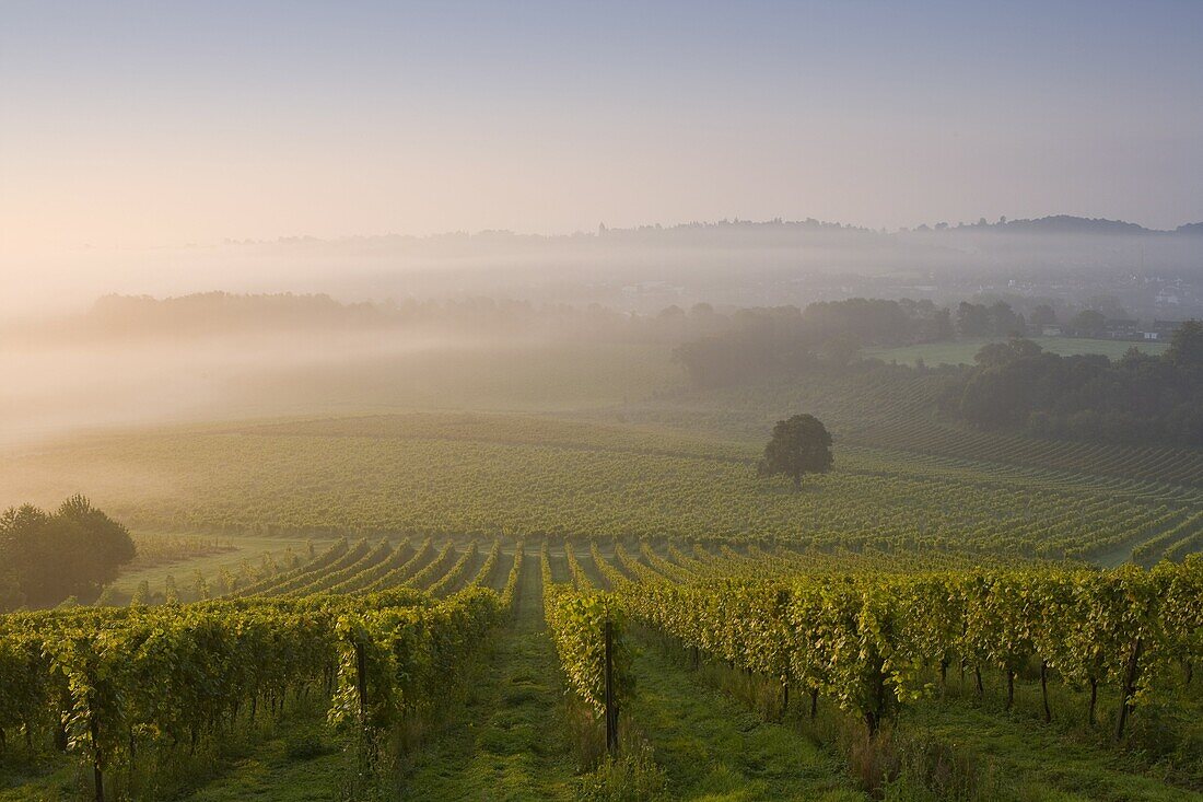 Early morning mist over vineyard, The North Downs, Dorking, Surrey, England, United Kingdom, Europe
