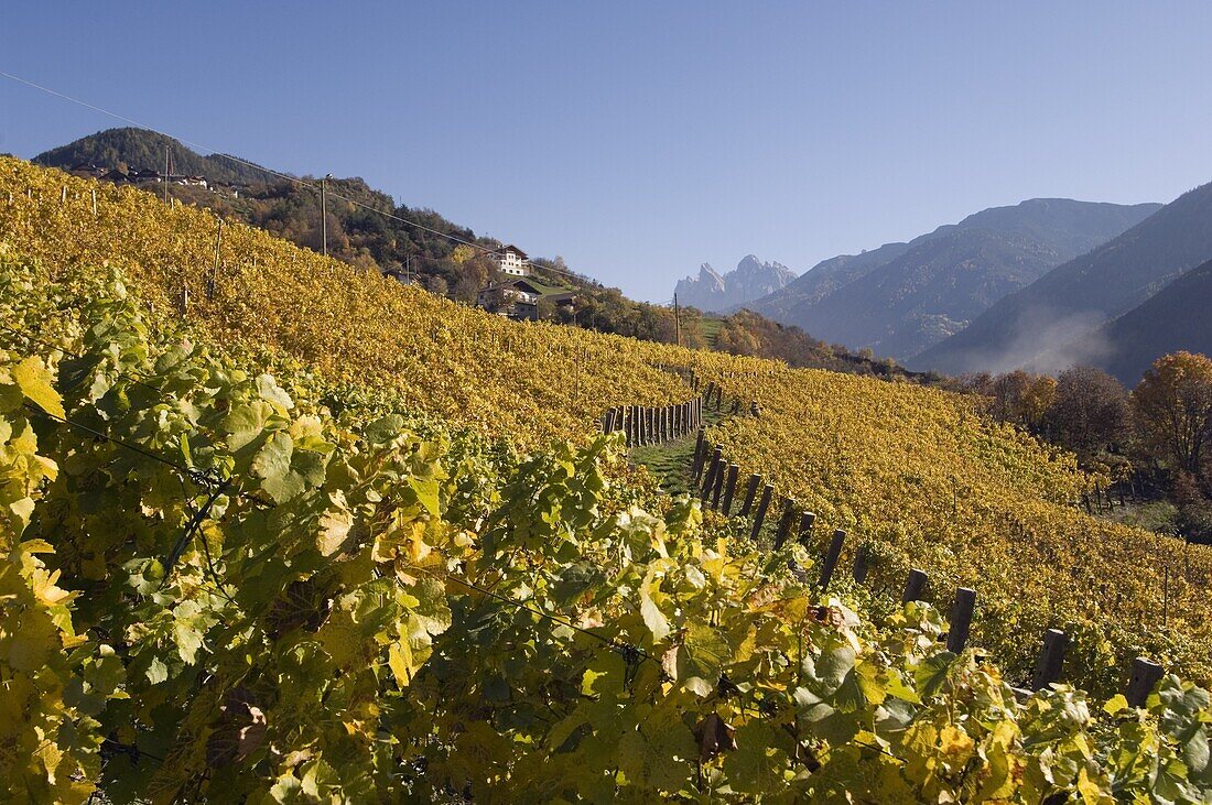 Vineyards, Val di Funes, Dolomites, Bolzano province, Trentino-Alto Adige, Italy, Europe