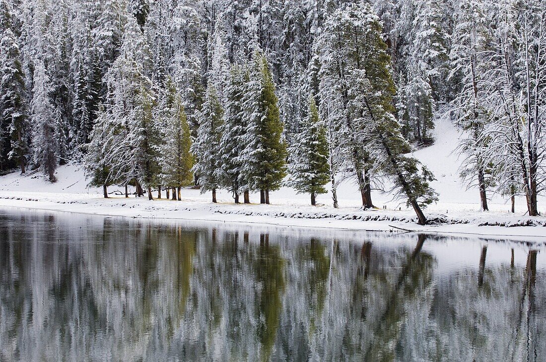 Yellowstone River in winter, Yellowstone National Park, UNESCO World Heritage Site, Wyoming, United States of America, North America