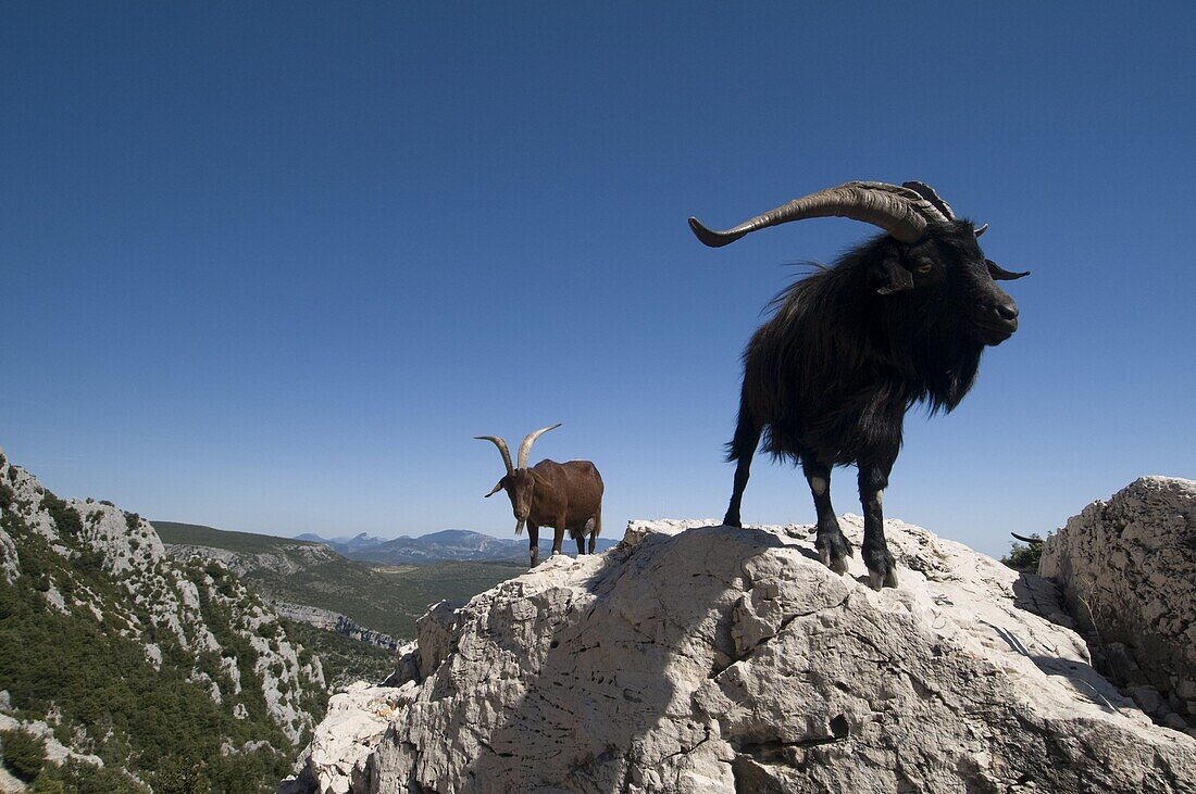 Mountain goats overlooking the Gorges du Verdon, Provence, France, Europe