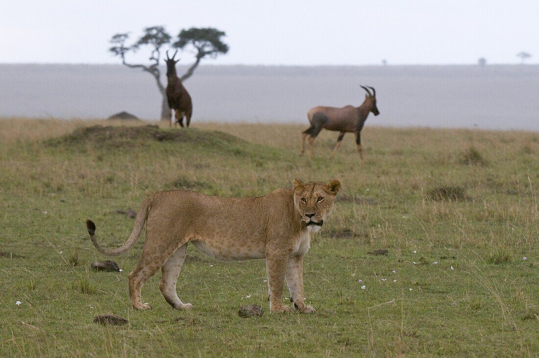 Lioness (Panthera leo) and topi (Damaliscus lunatus), Masai Mara National Reserve, Kenya, East Africa, Africa