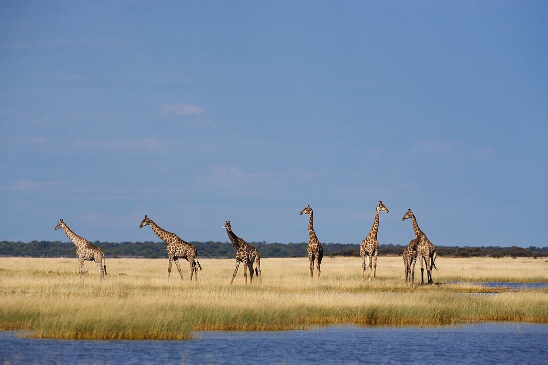 Giraffes (Giraffa camelopardalis), Etosha National Park, Namibia, Africa