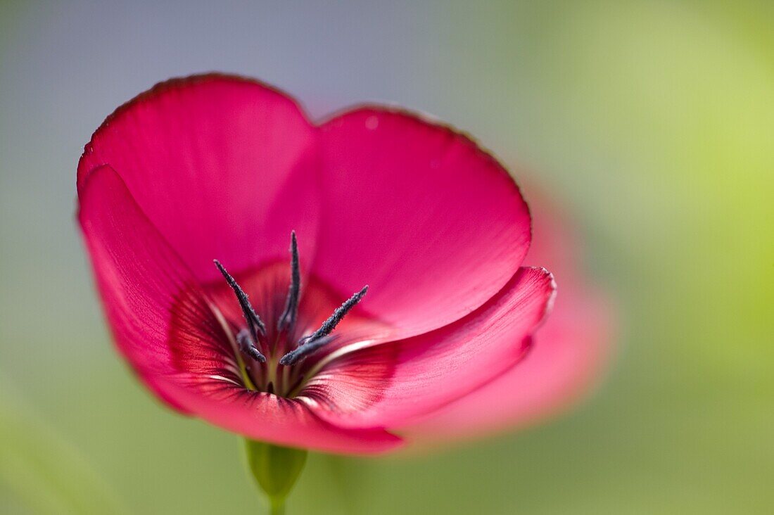 Scarlet Flax, (Linum grandiflorum rubrum), Bielefeld, Nordrhein Westfalen, Germany